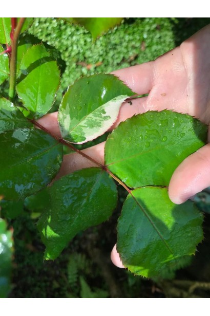 Троянда чайно-гібридна Стефан Руло - листя